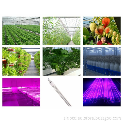 LED Grow Light Design for Hydroponic Container Germination